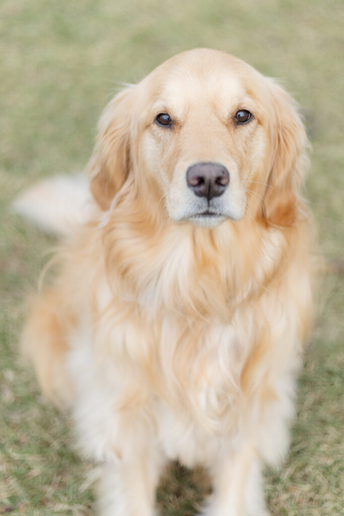 portrait of a golden retreiver