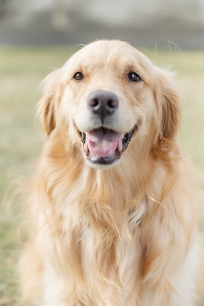 portrait of a golden retreiver